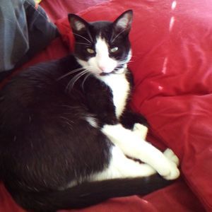 Meet your Posher, Carol